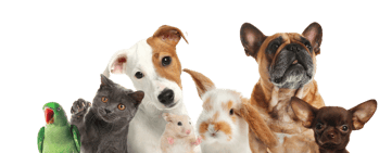 cachorros