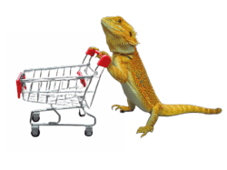 lagarto-carrinho